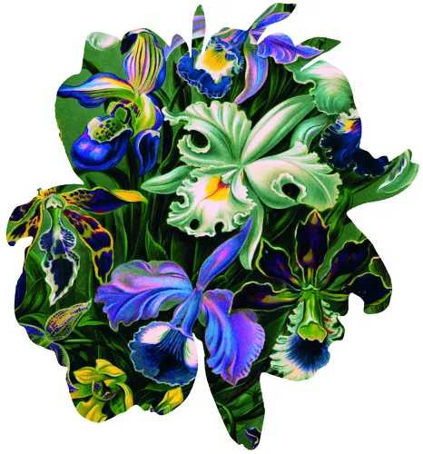 Orchids 